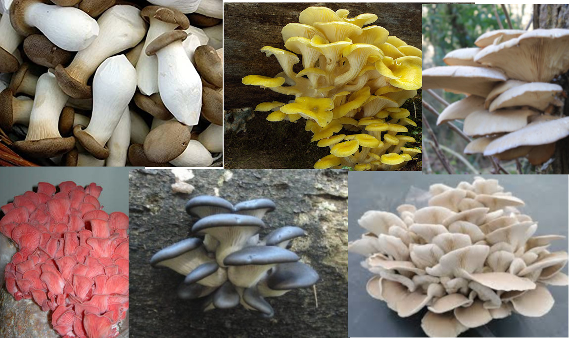 Selection pleurotes